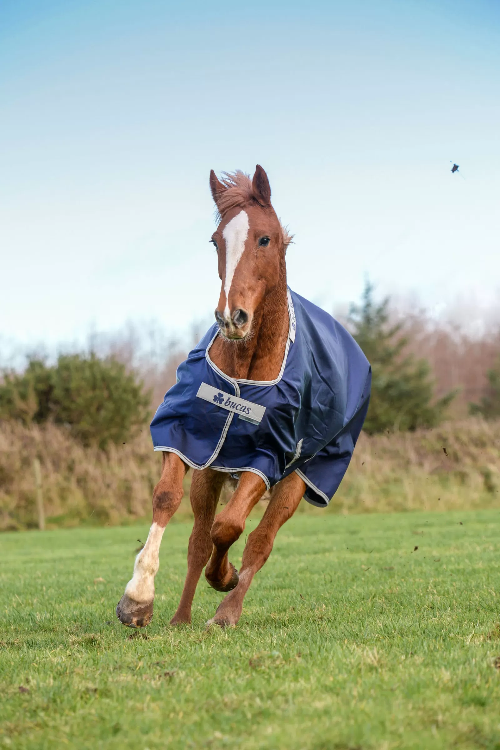 bucas Atlantic Turnout Big Neck 200G- Winterdekens