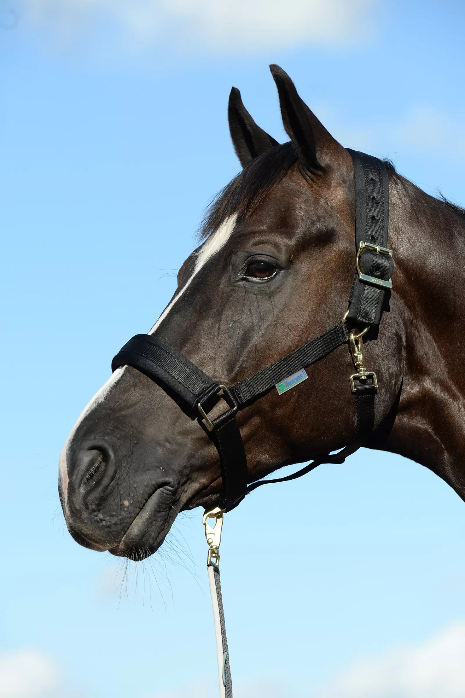 bucas Comfort Halster, Extra Wijd, Onderlegd Kopstuk En Neus- Halsters