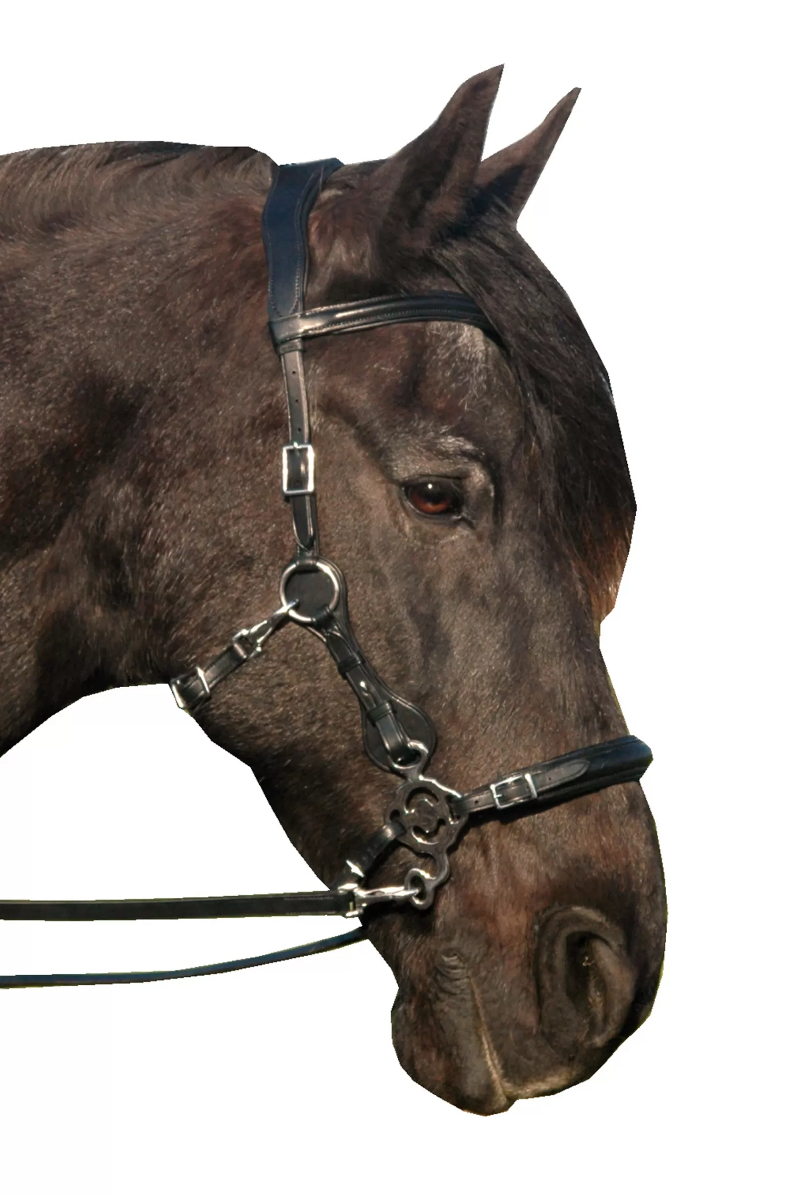 Discount fra Calli Hackamore Hoofdstel (System 2) Met Keelriemen, Scharen & Teugel Black