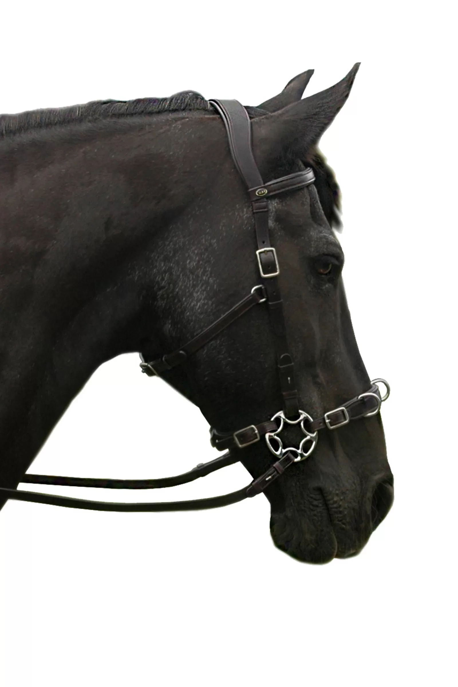 Clearance fra Caval Compl. Kaptoom Hoofdstel (System 2) Met Scharen & Teugels Black
