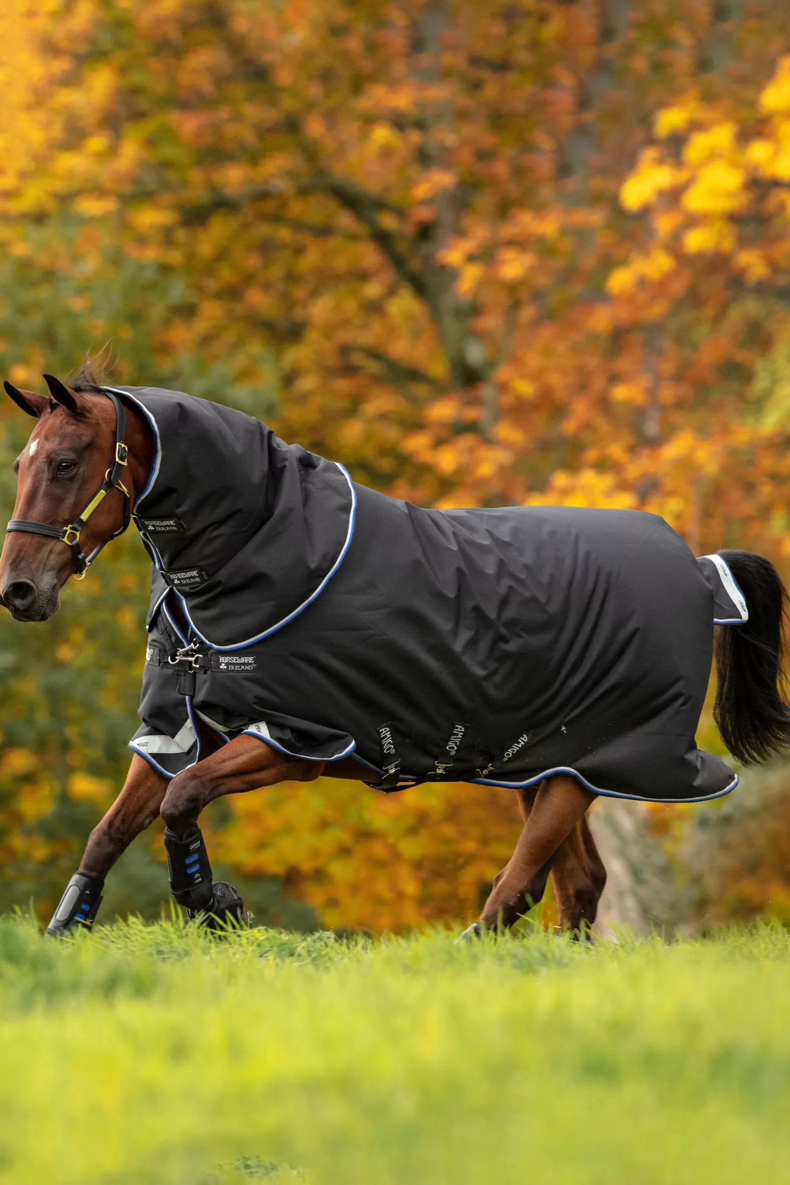 horseware Amigo Bravo 12 Plus Paardendeken Medium, 250 Gram- Winterdekens