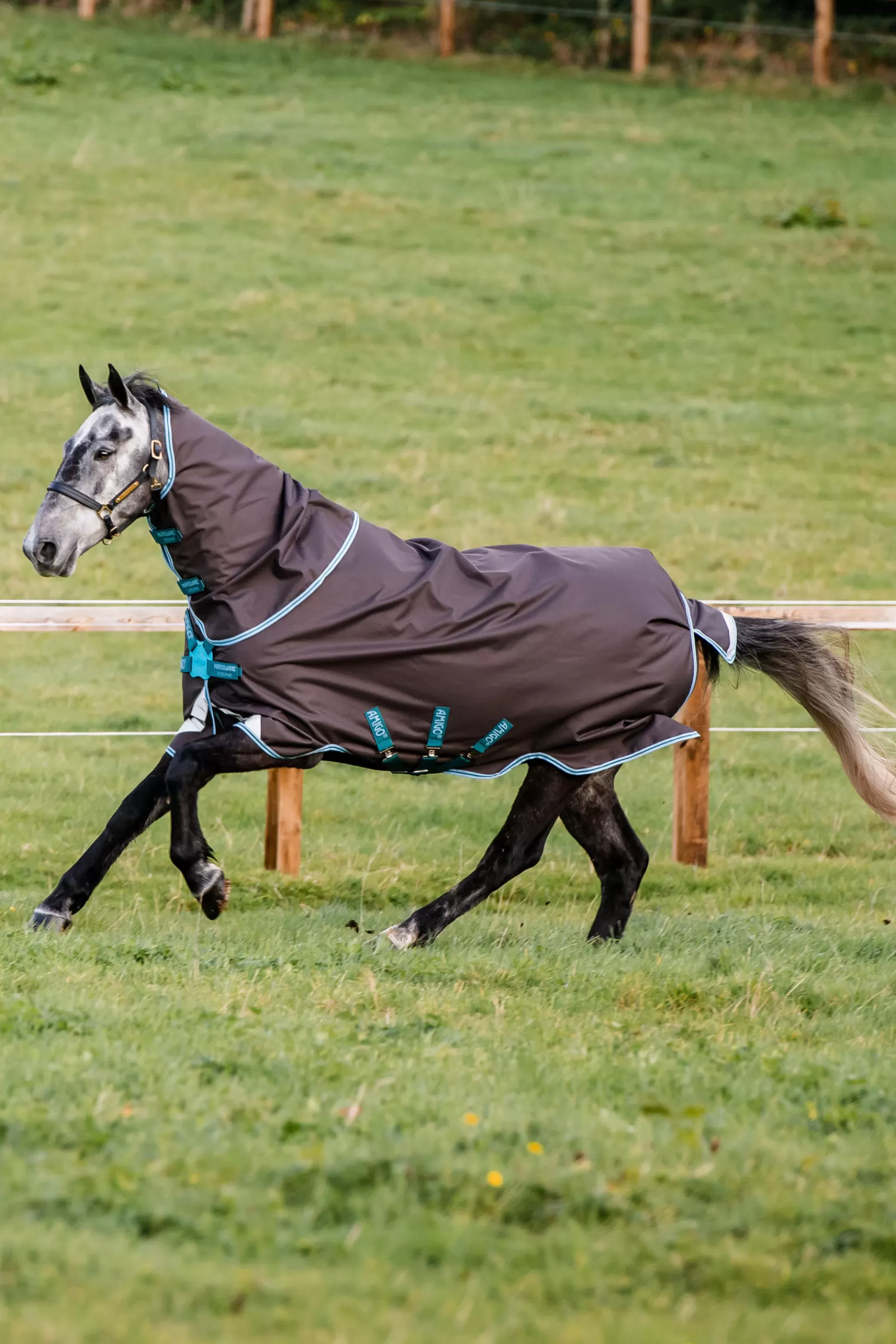 horseware Amigo Bravo 12 Plus Schijfsluiting Paardendeken, 250 Gram- Winterdekens