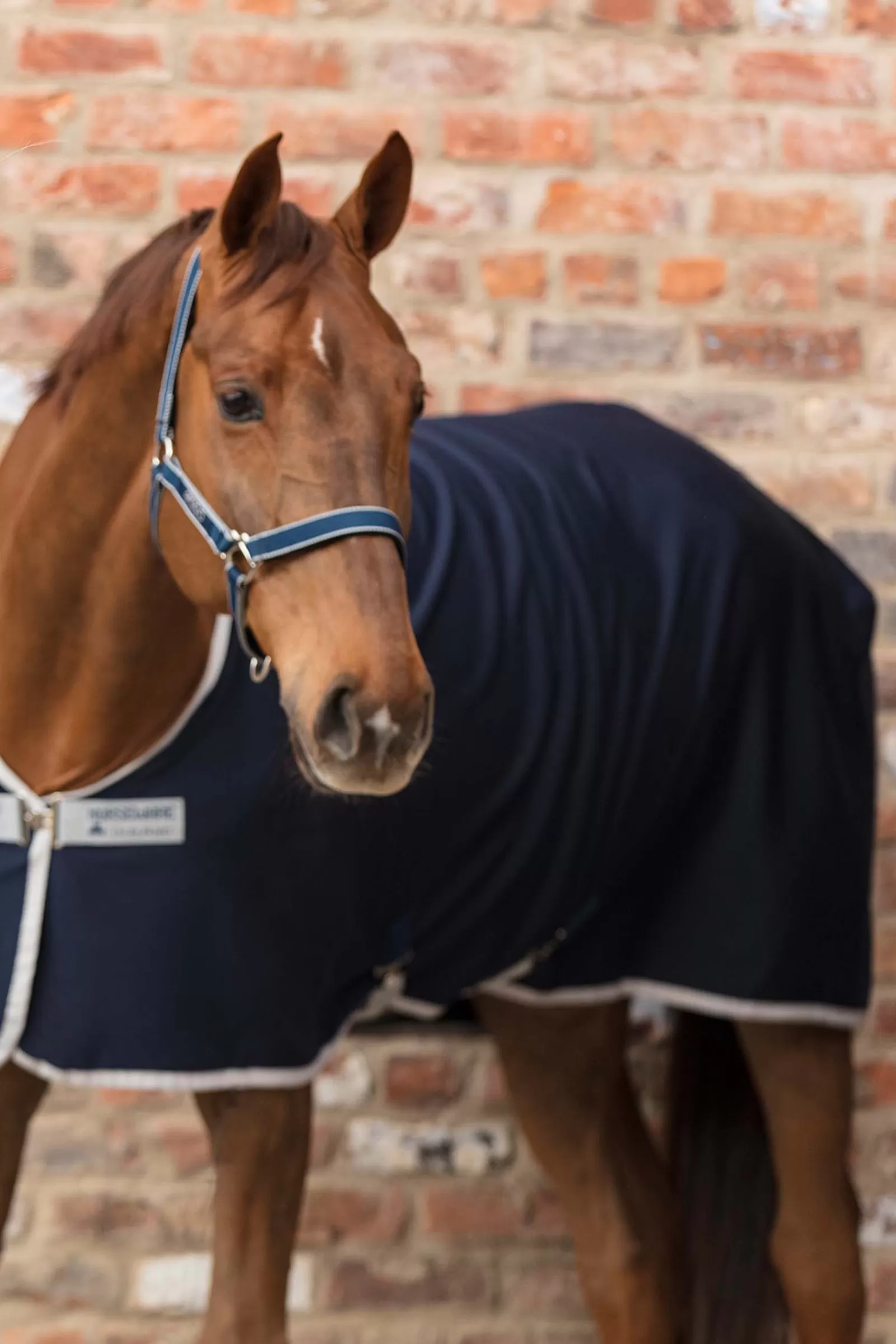 horseware Amigo Halster- Halsters