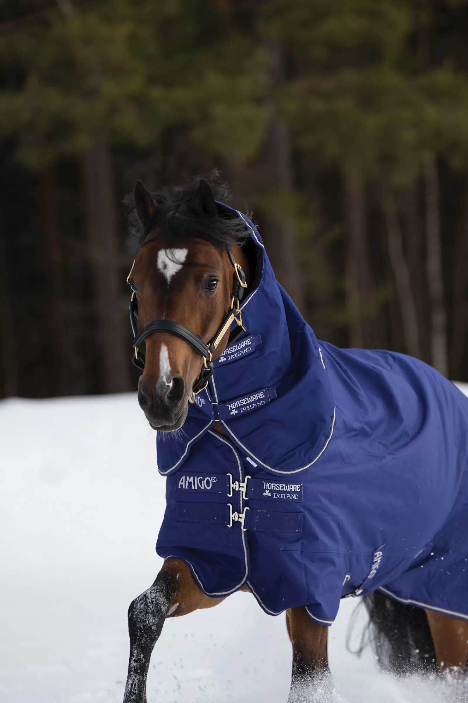 horseware Amigo Hero 900 Plus, Medium, 200 Grams- Winterdekens