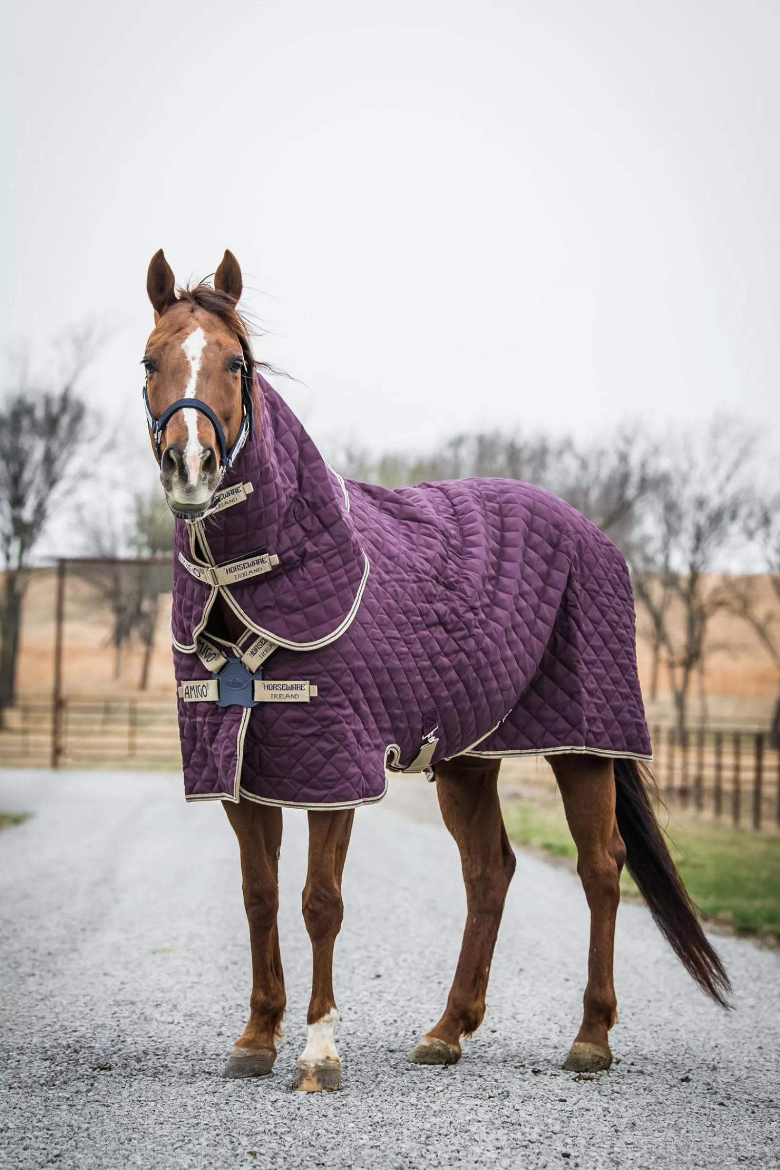 horseware Amigo Stable Plus Med Disc Stable Rug With Detachable Neck, 200G- Staldekens & Onderdekens