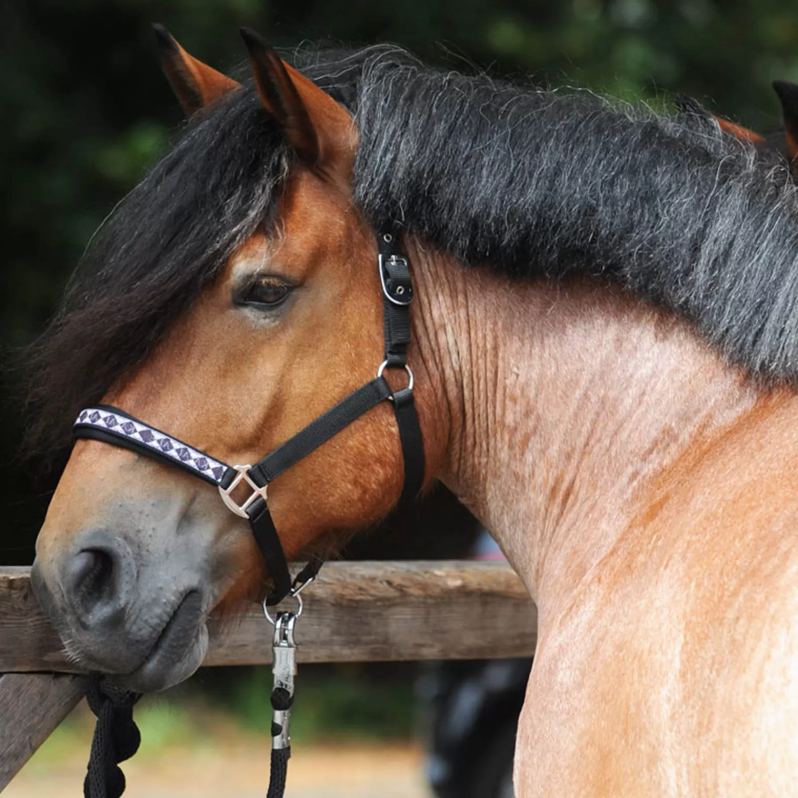 kavalkade Draft Horse Classic Halster- Halsters