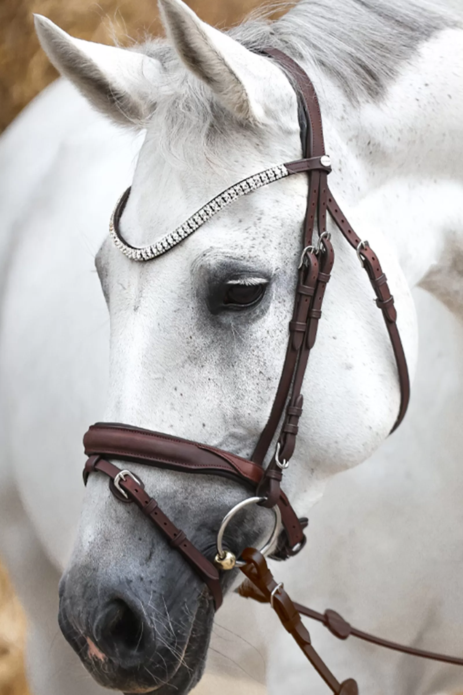 Cheap kavalkade Everness Bridle Brown