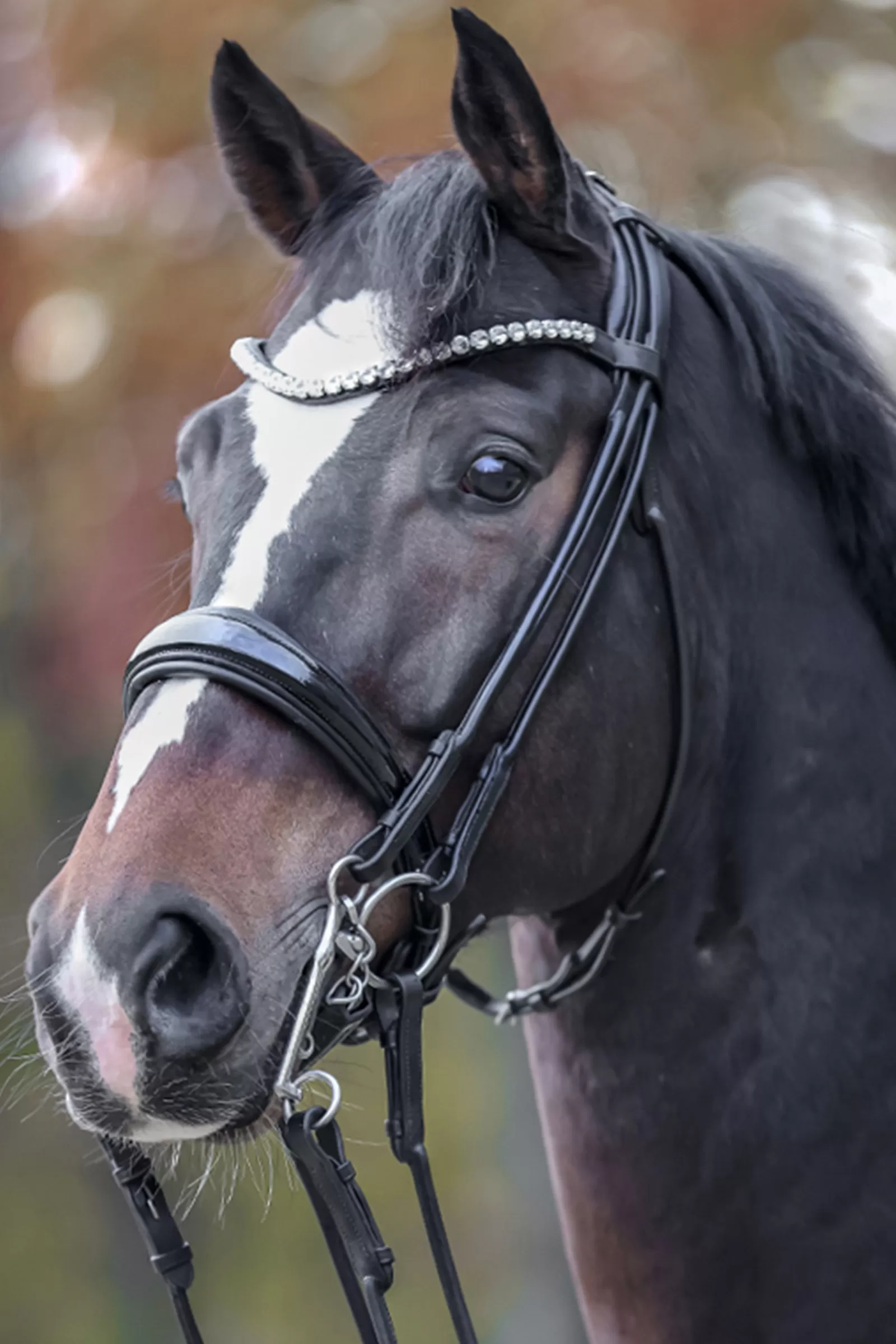 New kavalkade Fleur Double Bridle Black/Patent Grey