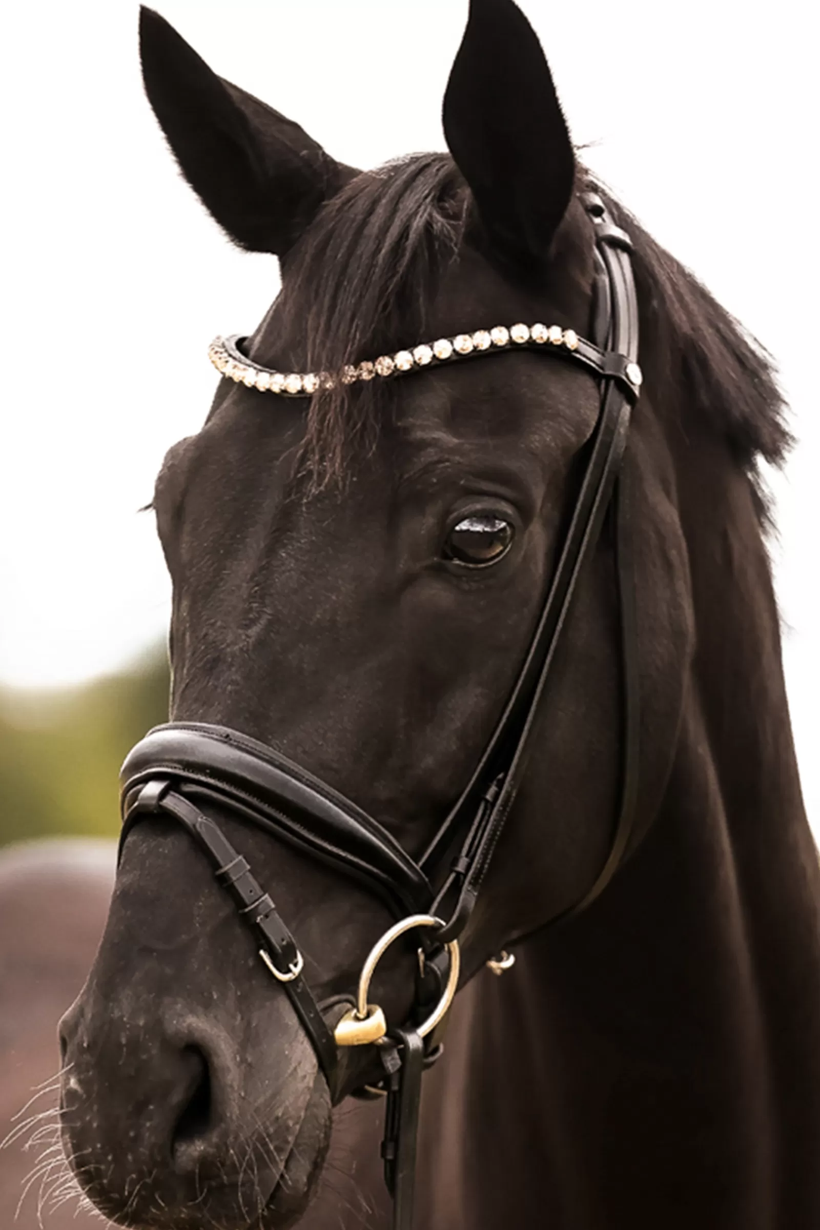 Sale kavalkade Fortuna Kavalsh4 Bridle Black