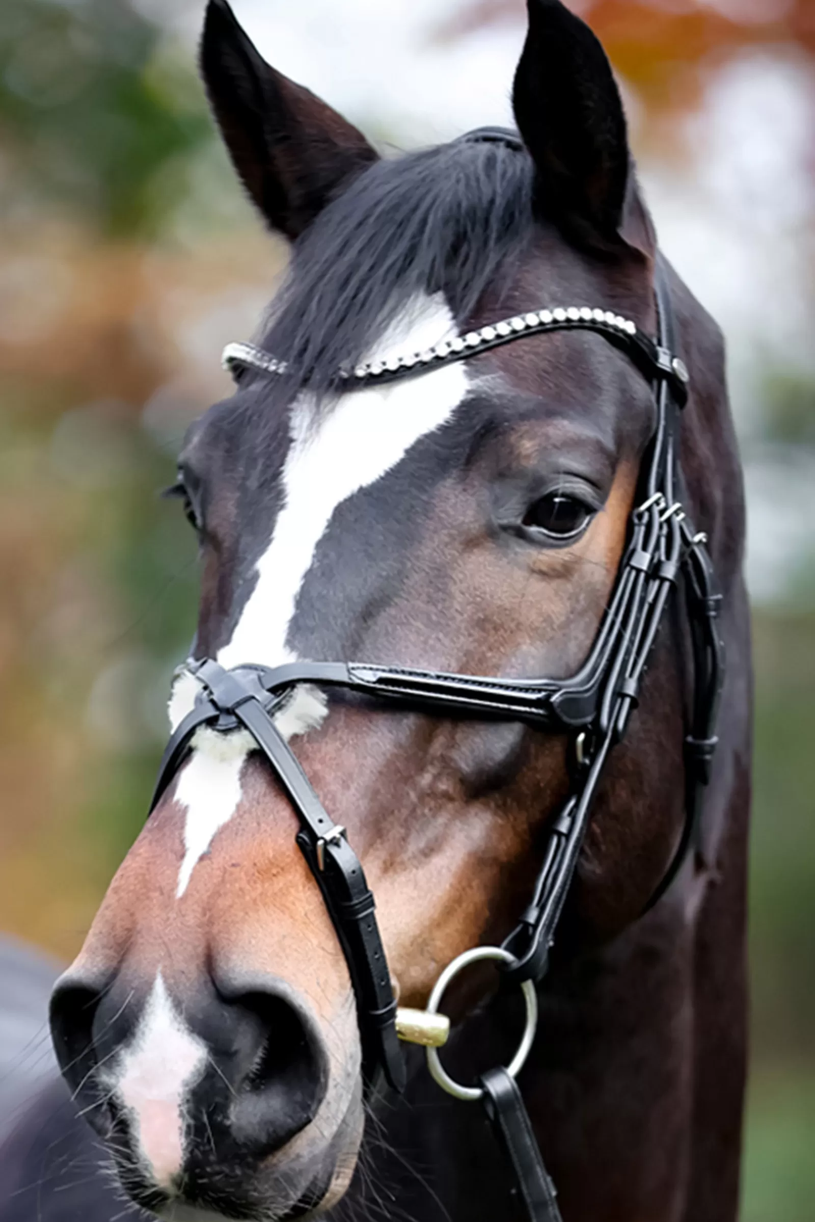 Sale kavalkade Lucia Mexican Bridle Black/Patent Grey