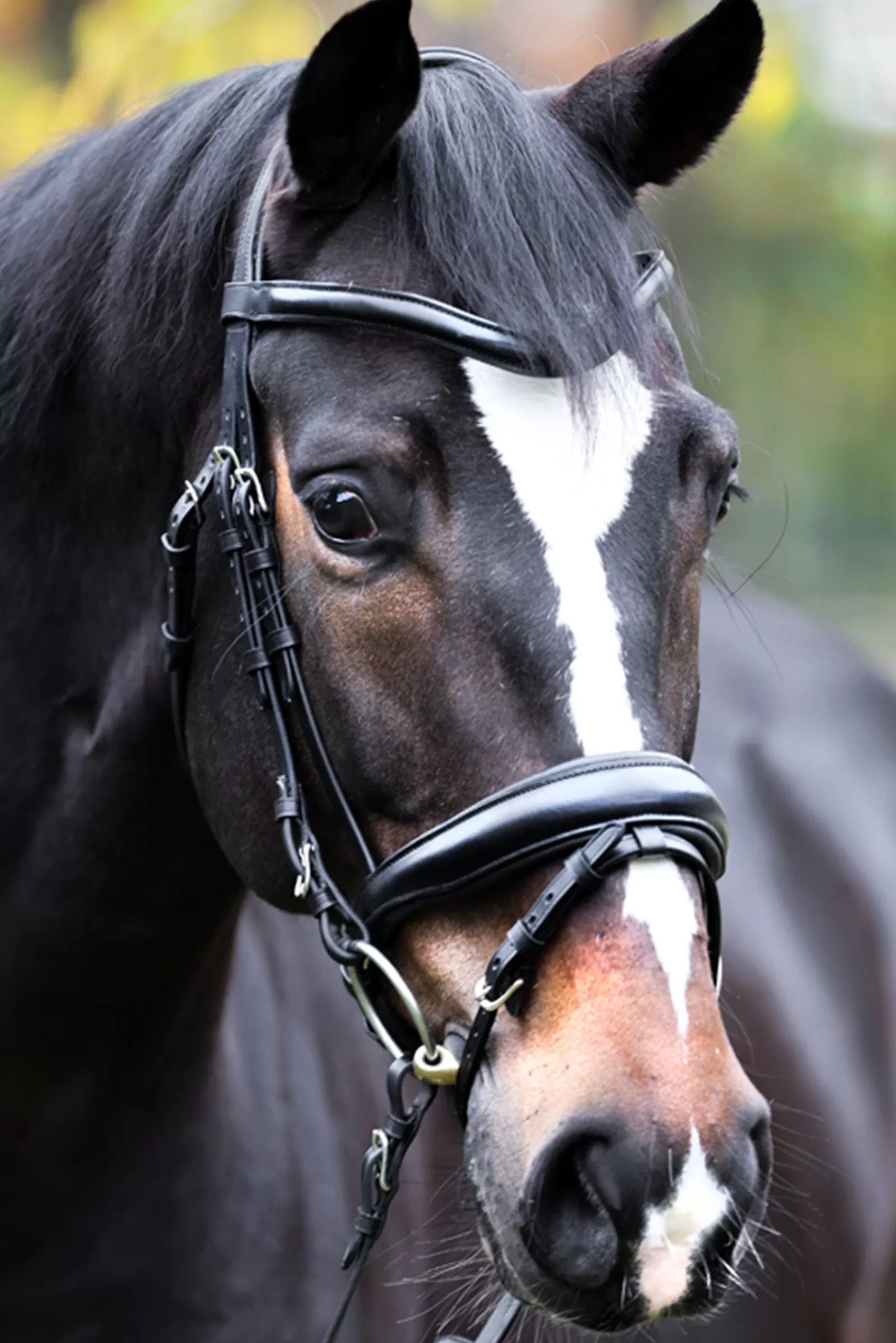 New kavalkade Proline Astrid Bridle Black