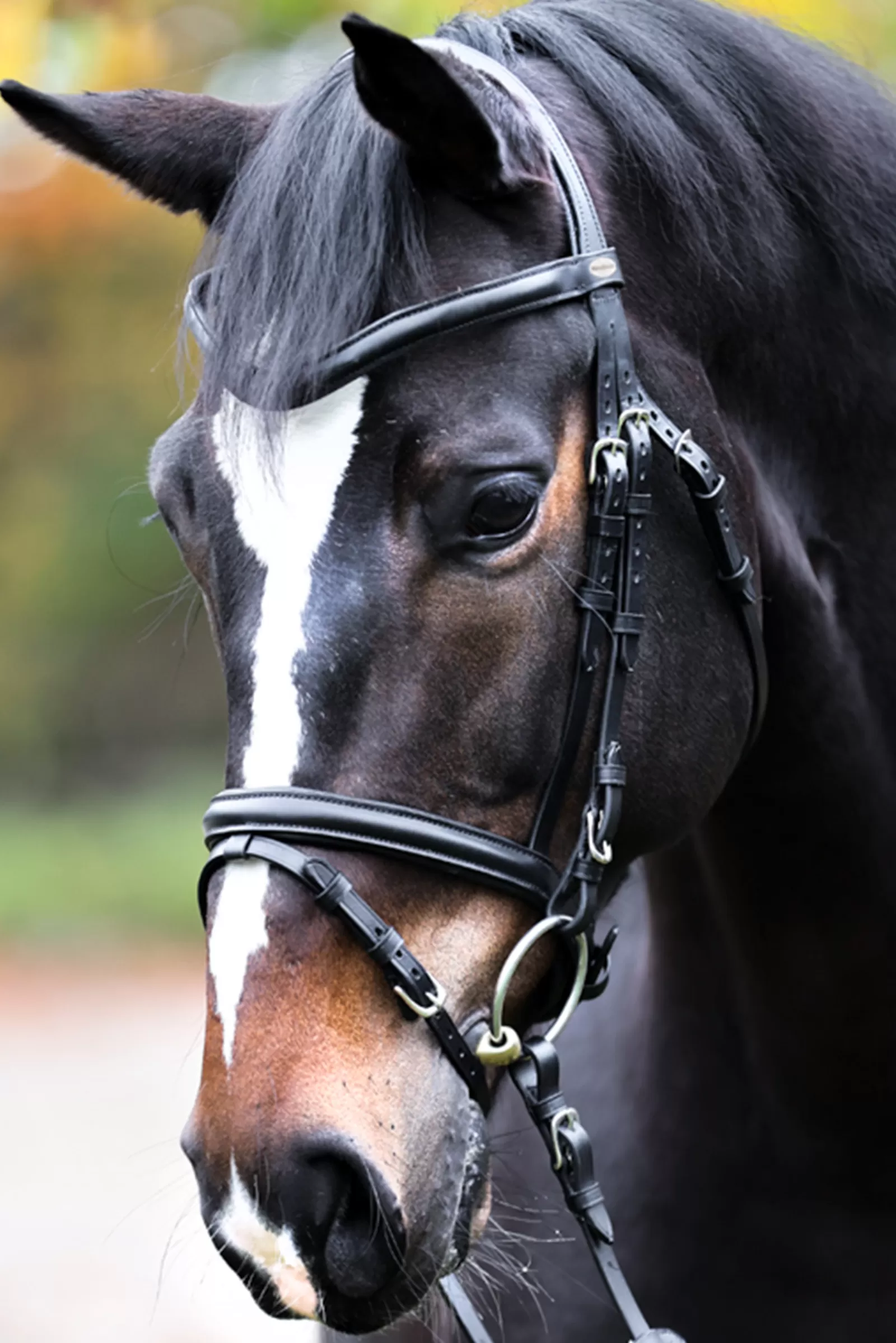 Best kavalkade Proline William Bridle Black