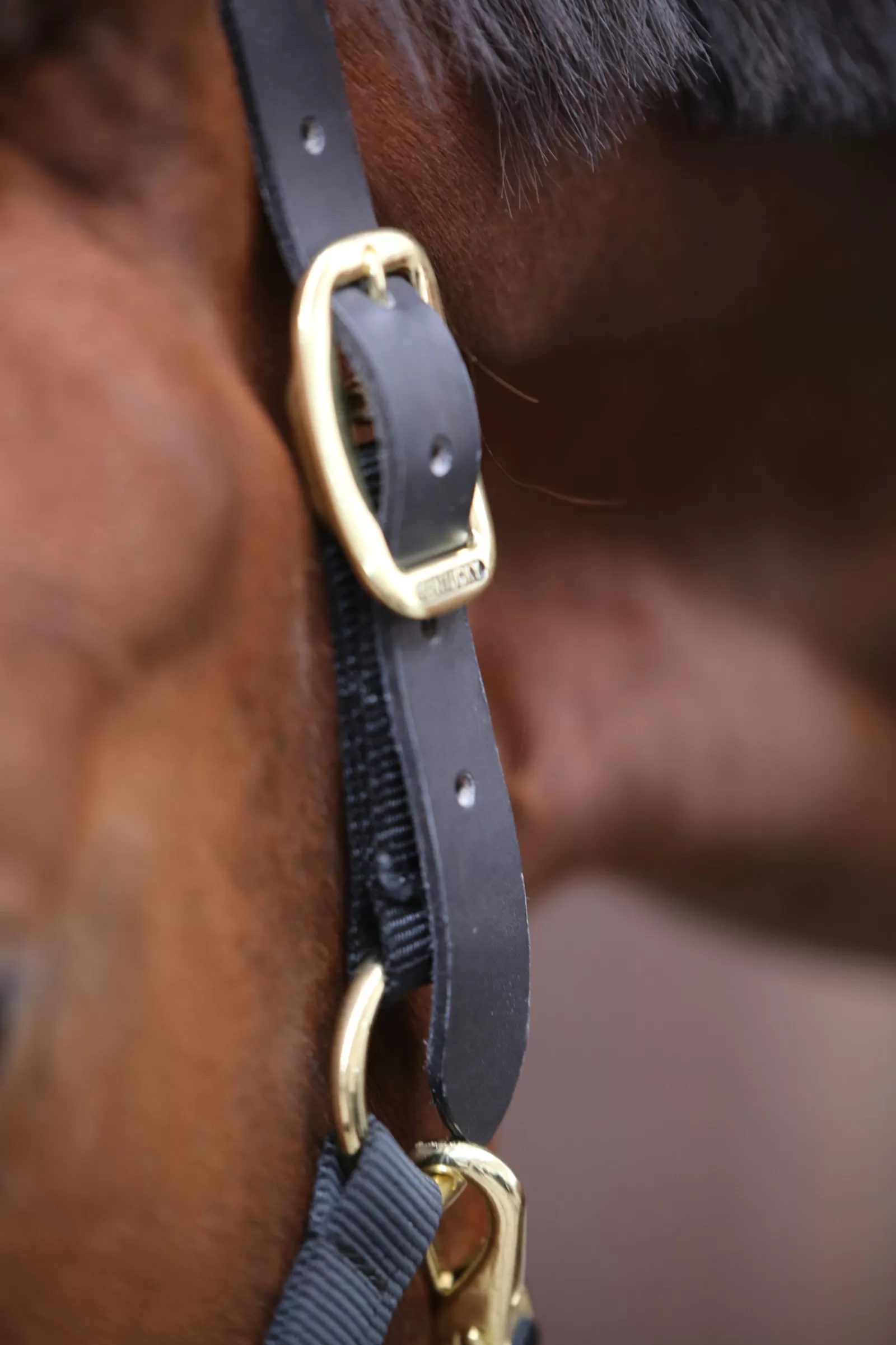 kentucky Horsewear Control Halster- Halsters