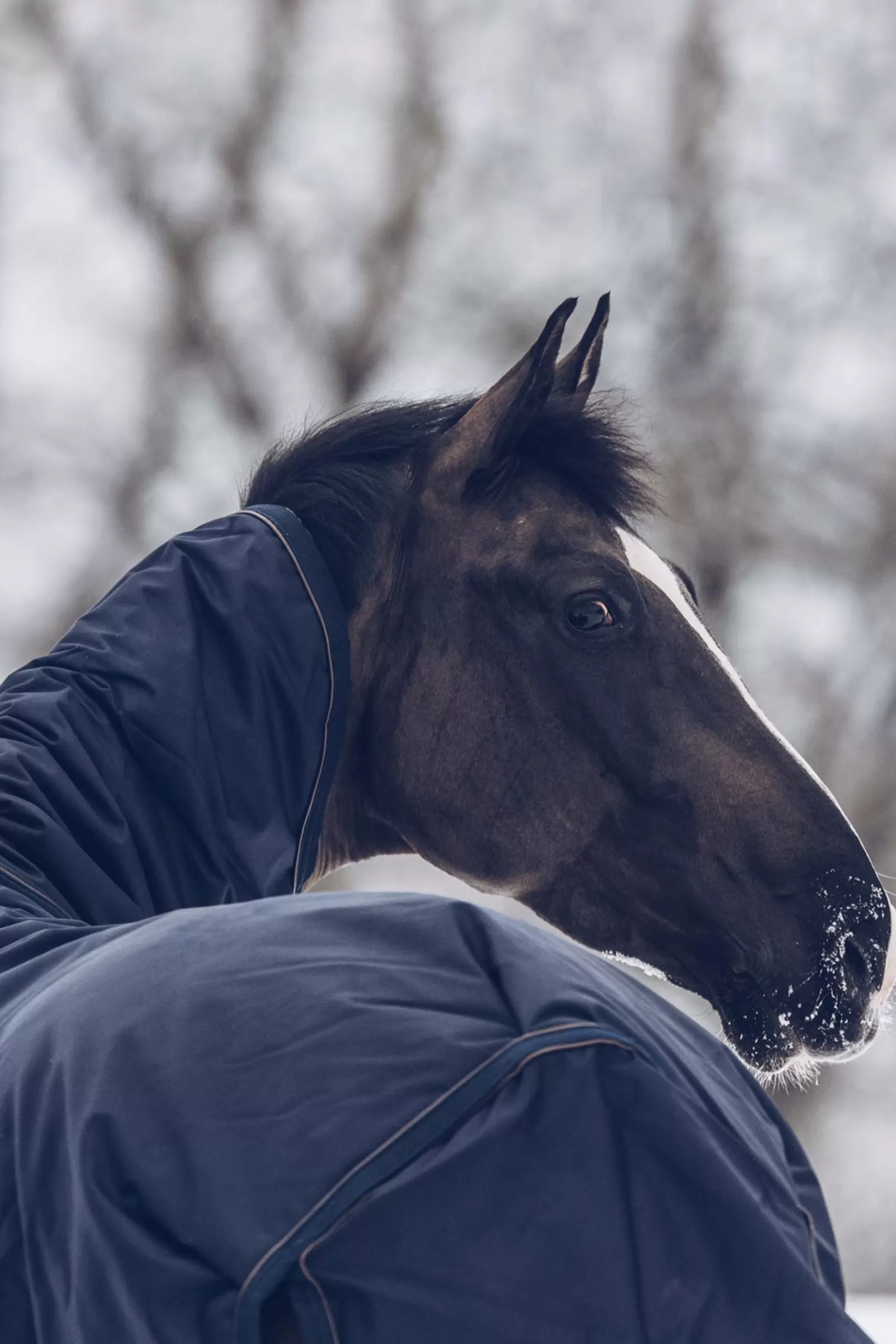 kentucky Horsewear Turnout Rug All Weather Waterproof Classic, 300G- Winterdekens