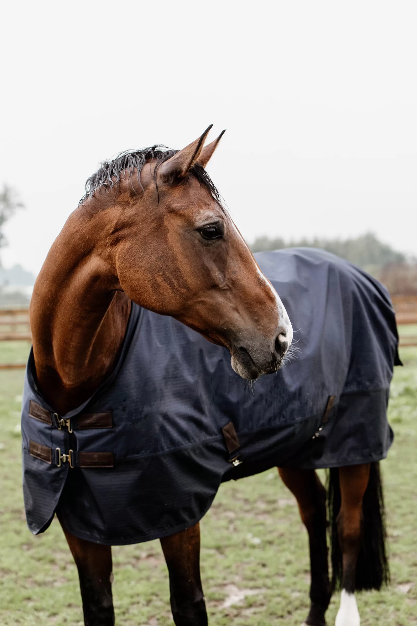 kentucky Horsewear Winterdeken All Weather 300Gr- Winterdekens