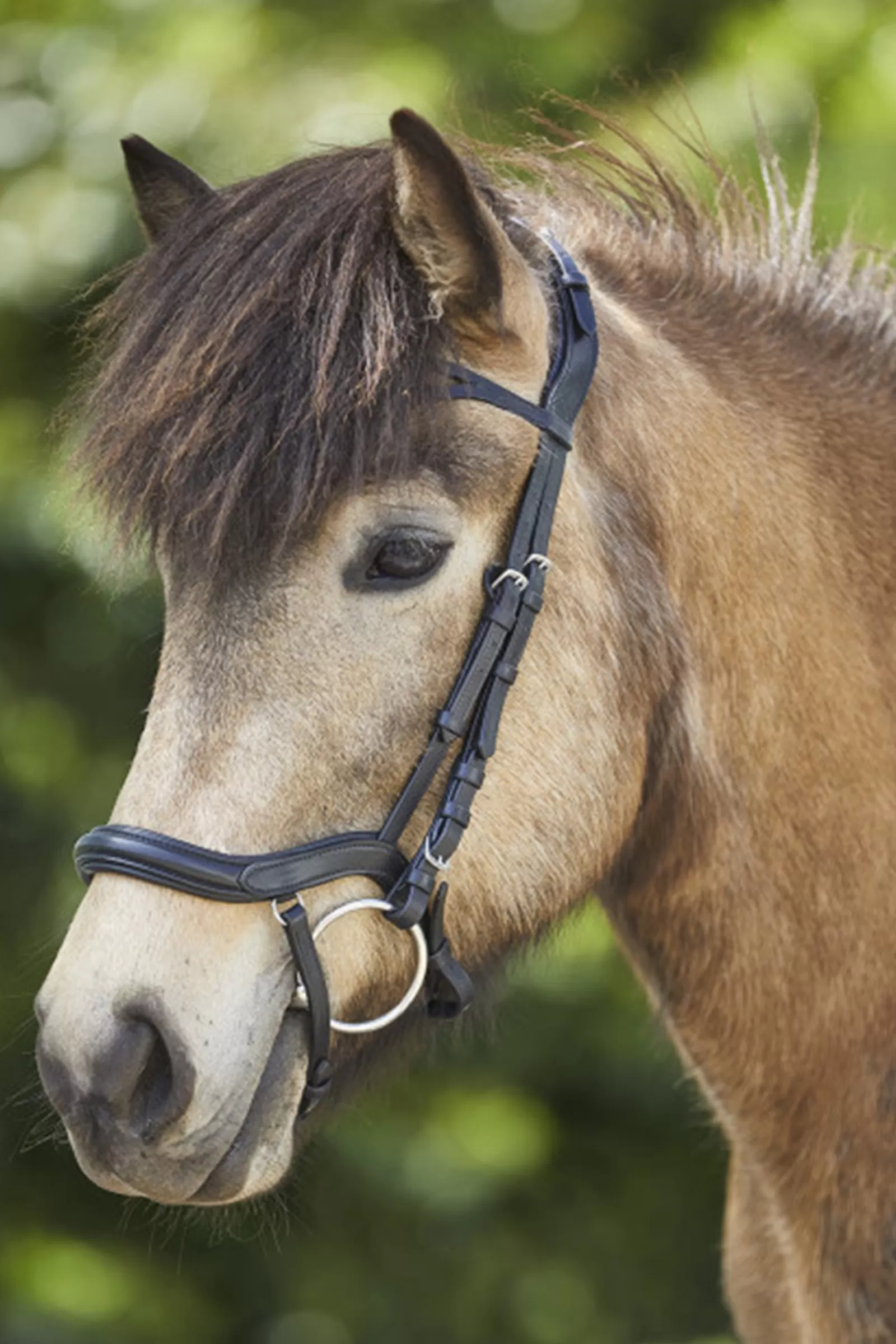 Hot waldhausen Anatomical Icelandic Bridle Black