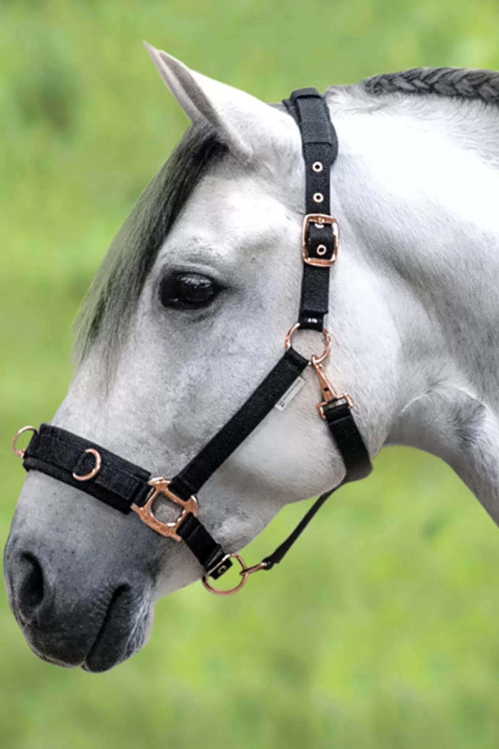 waldhausen Rose Lunging Halter- Kaptoom